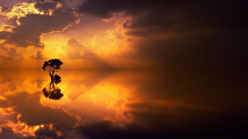 Silhouette of a tree at sunset