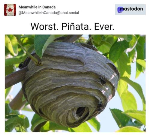 worst pinata ever
