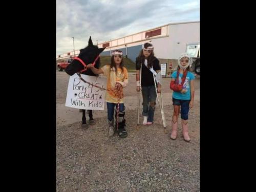 horse for sale