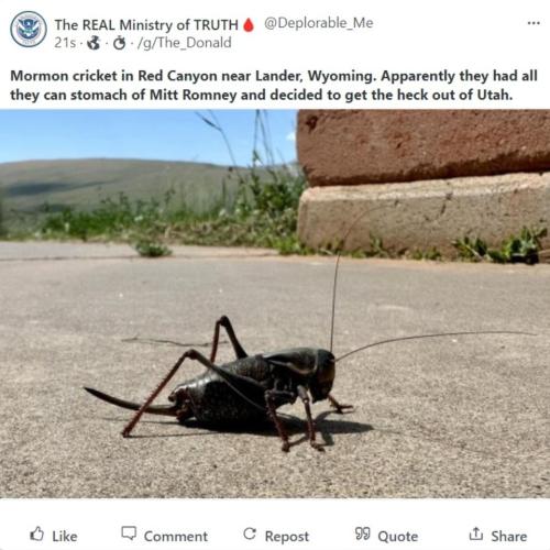 Mormon Cricket in Red Canyon Gab960px