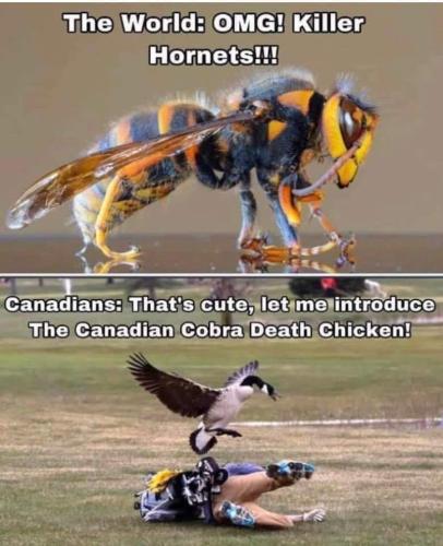 cobra death chicken