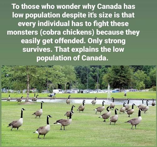 cobra chickens