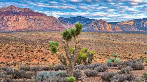 Red Rock Canyon National Conservation Area in Nevada