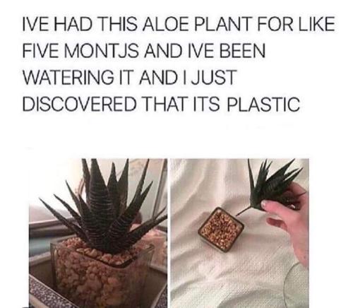 water the plant