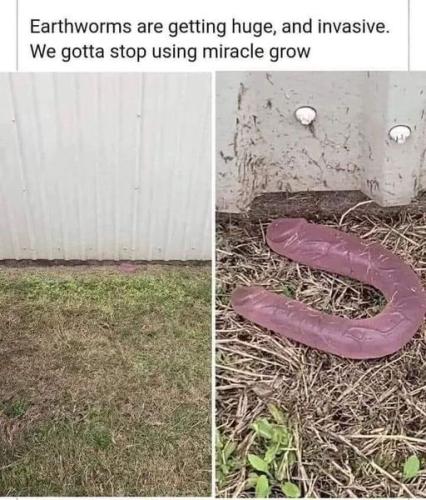 giant earth worms