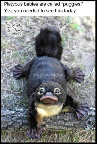 Screenshot_2023-07-15-02-33-03_kindlephoto-966141368