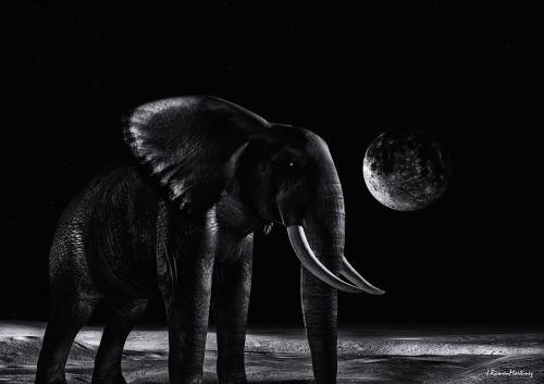 elephant-in-the-night-ramon-martinez