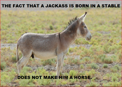 jackass