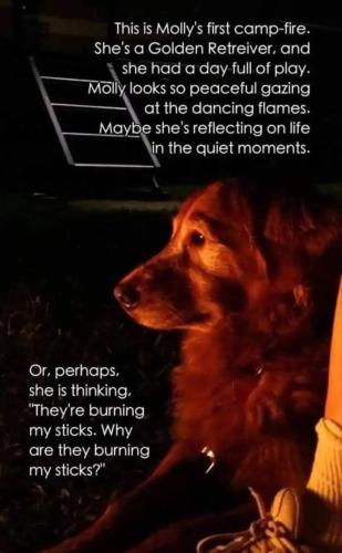 my dog