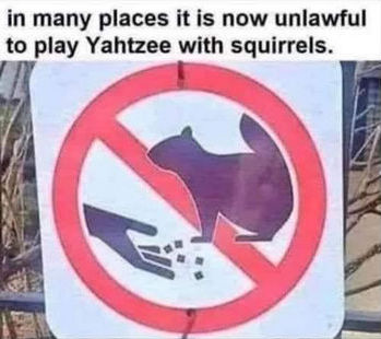 play yahtzee with squirrels