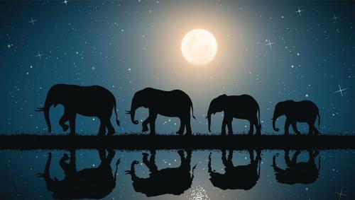 1612804414-elephants-and-the-moon-o-meta