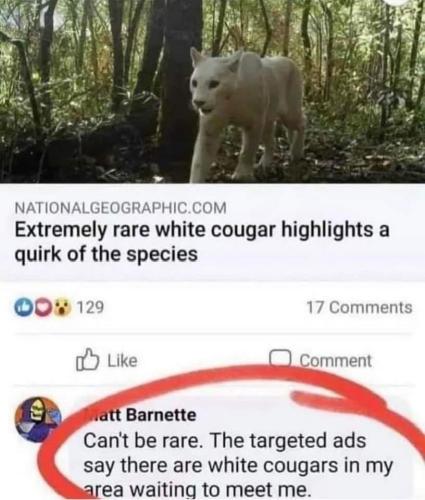 white cougar