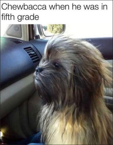 chewbacca00