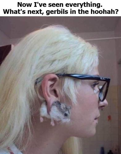 Gerbils next