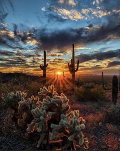 Arizona Cactus Sunset
