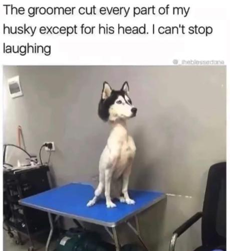 the groomer