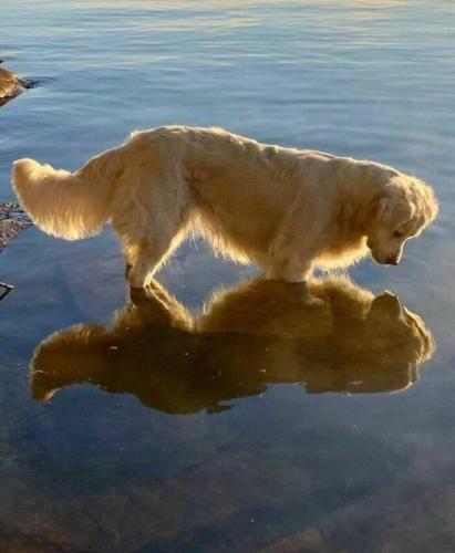 Dog reflection
