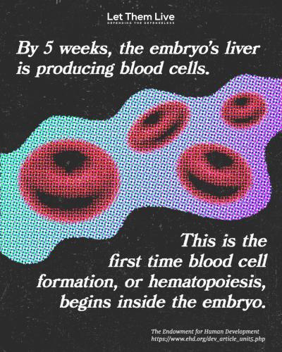 embryo f
