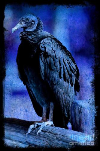 midnight-blue-vulture-carol-groenen