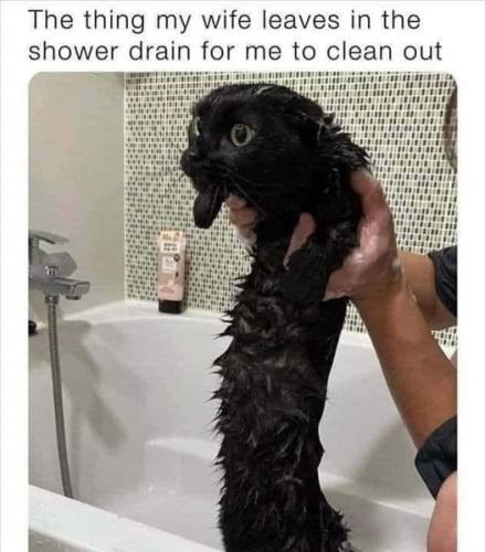 wet cat