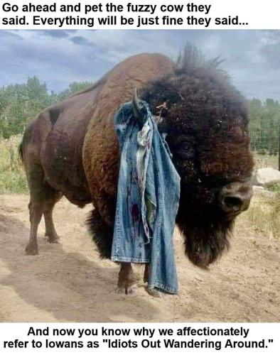 Idiots out wandering around Black Hills