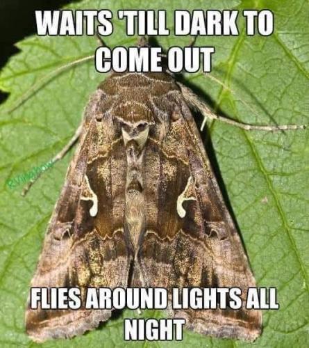 wait till dark