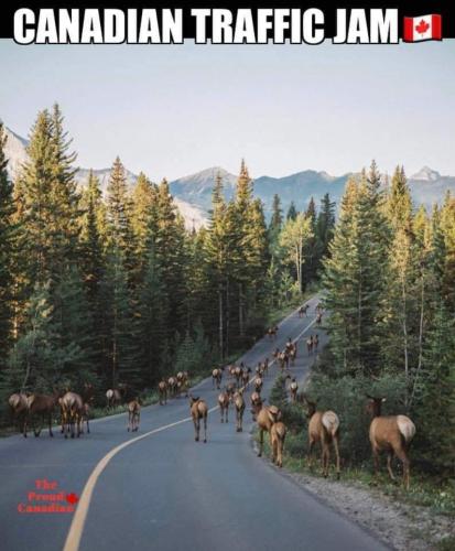 Canadian traffic jam