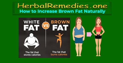 HerbalRemedies.one - How to Increase Brown Fat