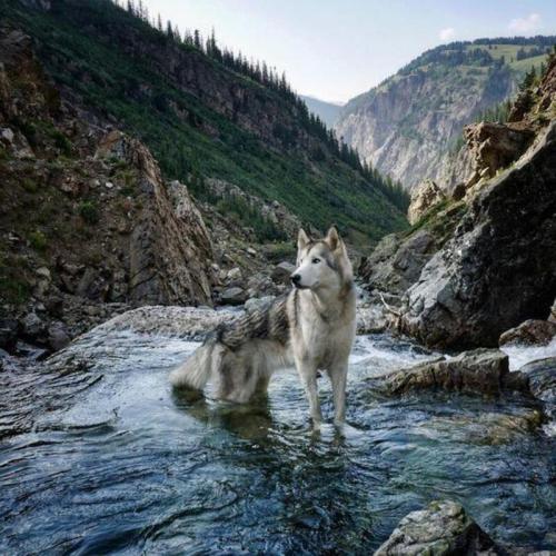 Wolf in mountain river