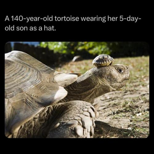 A 140 year-old African spurred tortoise is a proud Momma to eight tiny babies.