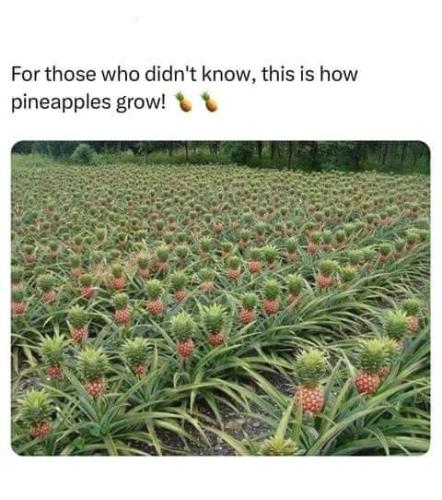 how pineapples  grow