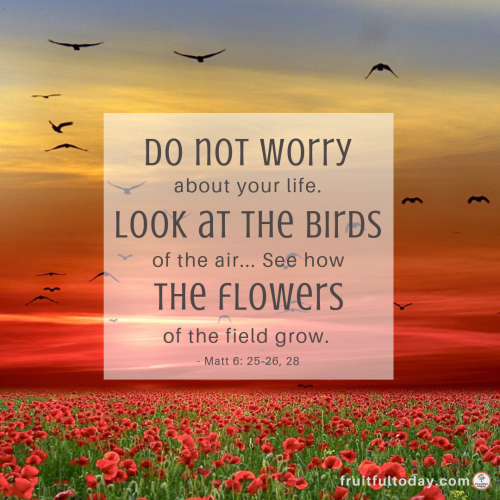 Do-not-worry-Matt-6-birds