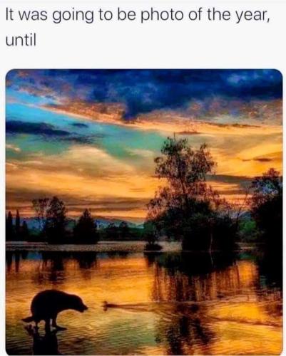 photo of the year