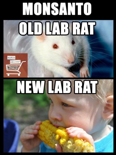 Lab Rats