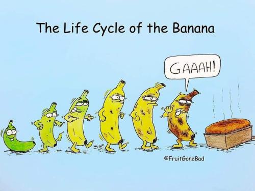 life cycle of a banana