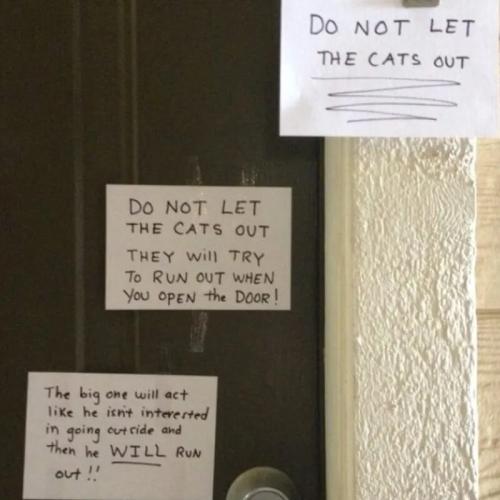 do not lewt the cat out
