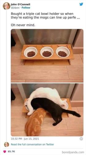 cat food