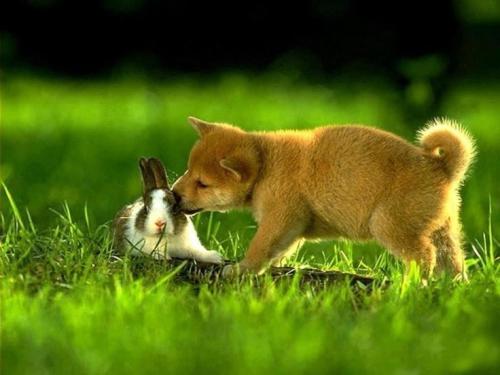 Puppy kissing rabbit