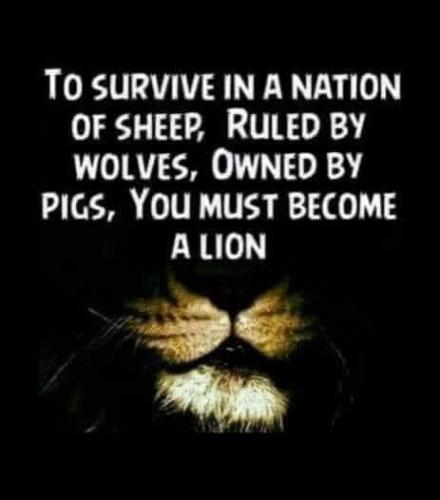 Lions Pigs Wolves Sheep