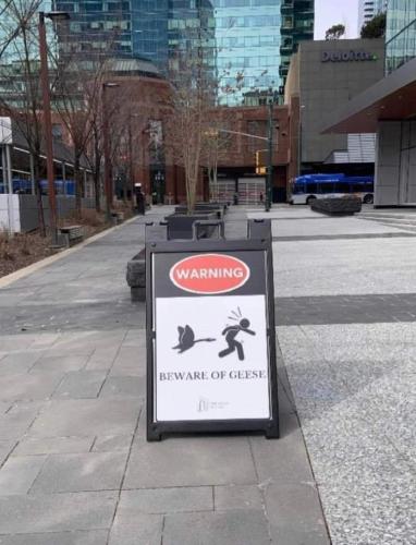 goose warning