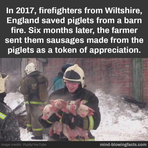 firefighters from wiltshire
