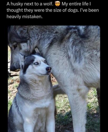 dog and wolf