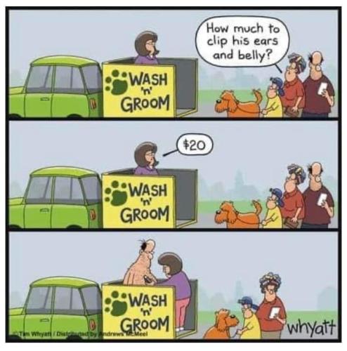 wash and groom