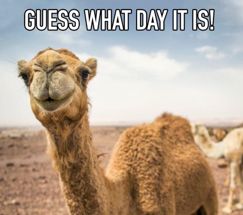 1-Hump Day