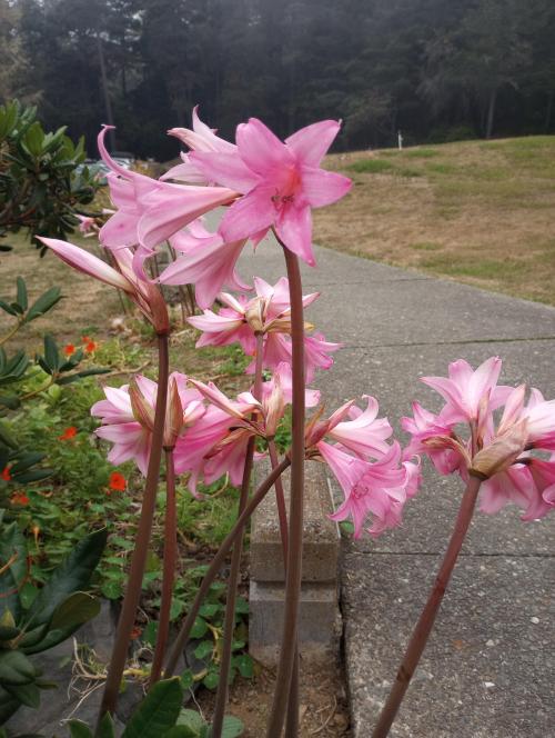 IMG_20230817_183801236