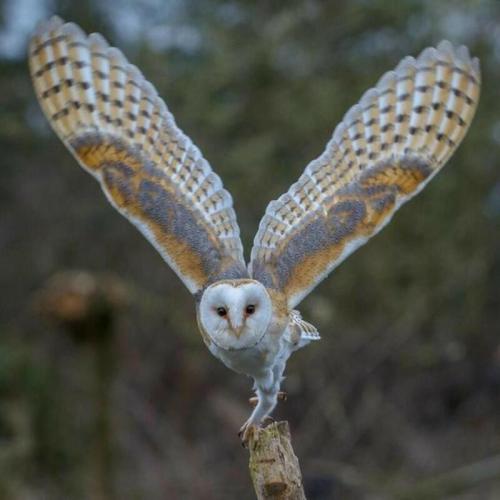 Owl ready to fly
