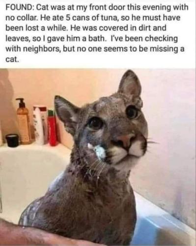missing cat