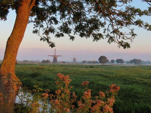Foggy Morning in the Netherlands