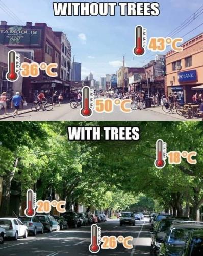 without trees