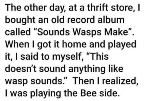 soounds wasps make